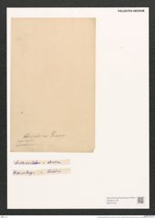 Campylodiscus adriaticus Grun. (de-Toni-Nr.: Genus 57, Species 2468) Zeichnungen Sammlung Grunow (NHMW-BOT-W0373193)